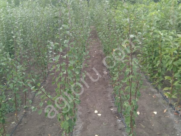 Саженцы абрикоса персика оптом.Весна 2020