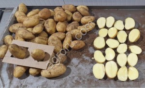 Морковь (Натуна, Фукусима, Нантская, Абака)