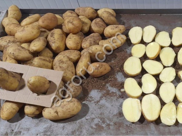 Морковь (Натуна, Фукусима, Нантская, Абака)