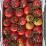 Тепличные помидоры на экспорт из Туркменистана .