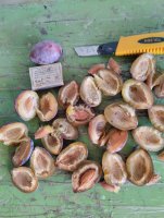 Слива Стенлей 30+ от производителя