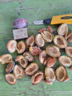 Слива Стенлей 30+ от производителя