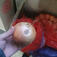 Лук некондиция. Лук на производство, Лук на переработку.