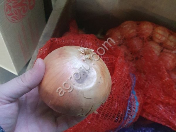 Лук некондиция. Лук на производство, Лук на переработку.