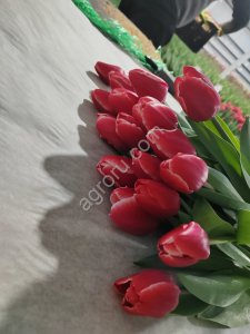 Ирис, тюльпан