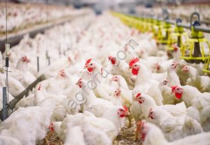 Птицефабрики или мясокомбината в Московской обл., или ЦФО