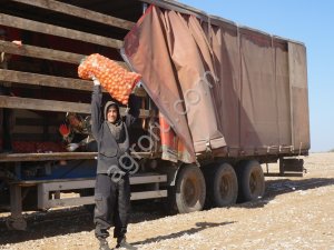 Лук на посадку Стардаст