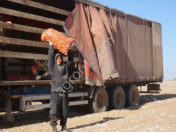 Лук на посадку Стардаст