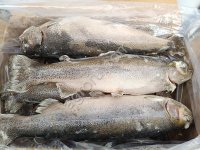 Форель Радужная ПСГ 2, 5+