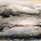 Форель Радужная ПСГ 2,5+