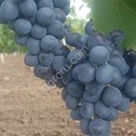 Виноград Молдова столовый сорт