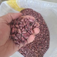 Фасоль