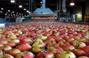 Завода Яблочного концентрата