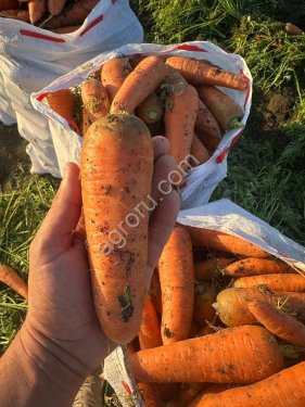 Морковь