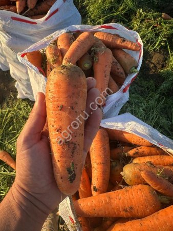 Морковь