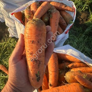 Морковь
