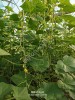 Огурцы свежие, с куста