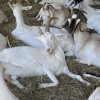 Зааненские и нубийские козы