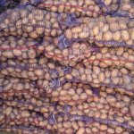 Картофель продовольственный