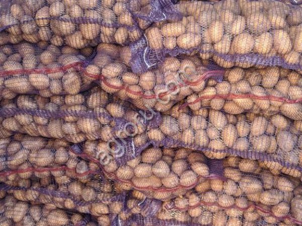 Картофель продовольственный