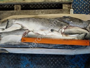 Горбуша ПБГ