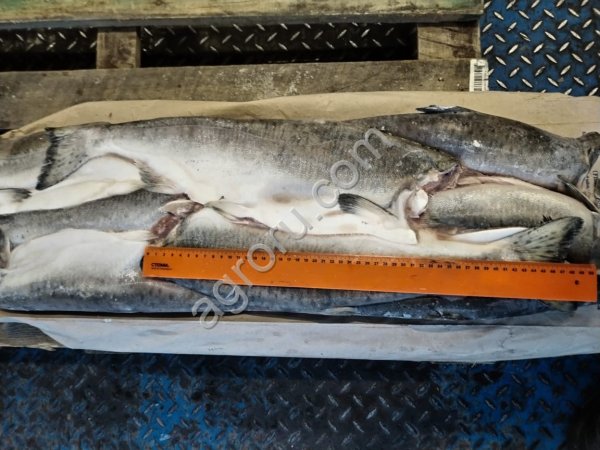 Горбуша ПБГ