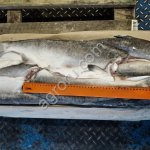 Горбуша ПБГ