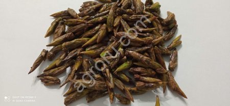 Почки тополя