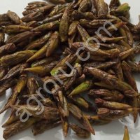 Почки тополя