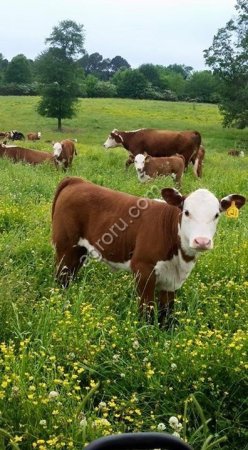 Симментальская порода