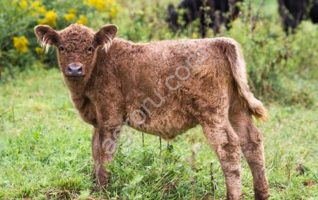 Телята, телки, бычки мясной породы Галловей