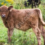 Телята, телки, бычки мясной породы Галловей