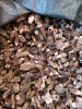 Конический сморчок
