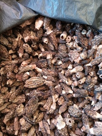 Конический сморчок