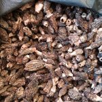 Конический сморчок