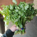 Кинза Уроп