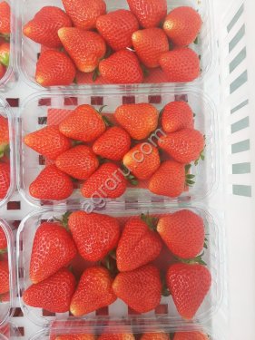 Fresh Berry