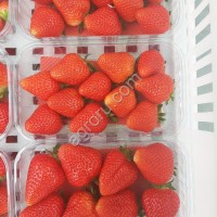 Fresh Berry