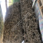 Корень солодки