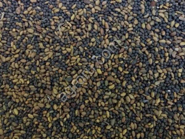 Семена люцерны