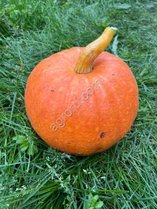 Тыква Медовая