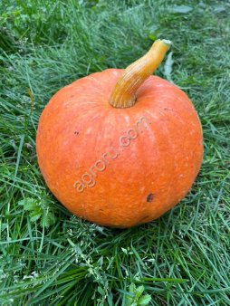 Тыква Медовая