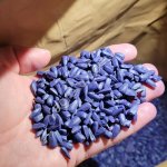 Семена гибридов подсолнечника Clearfield