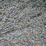 Лаванда цвет высший сорт