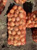 Лук репчатый