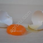 Яйцо куриное столовое пищевое