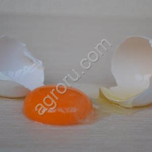 Яйцо куриное столовое пищевое