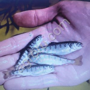 Малек форели радужной