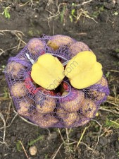 Картофель - АРИЗОНА КОЛОМБО МАНИФЕСТ