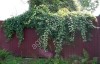Актинидия коломикта (кишмиш): саженцы и семена